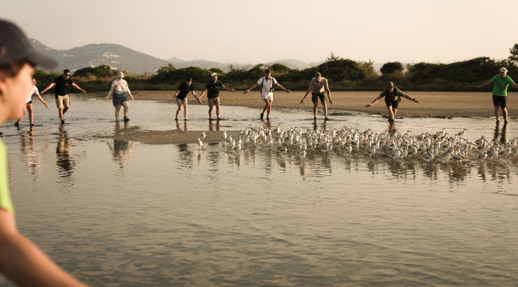 Baguage de 403 poussins de Goélands railleurs au Salin des Pesquiers (Hyères - Var)